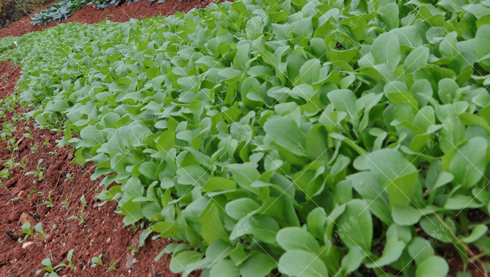 1557820924593765.jpg IMG_4136.jpg