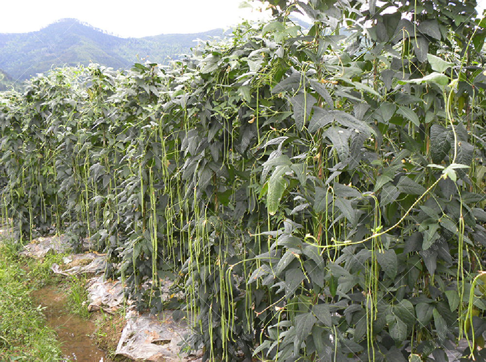 1557910788386158.jpg 54.jpg