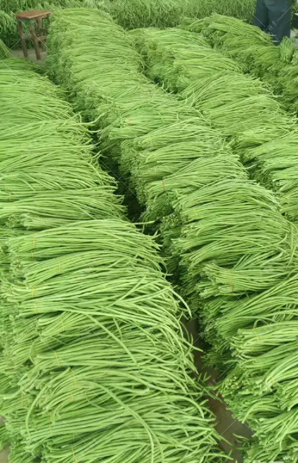 1557990377439073.jpg 未標題-1.jpg